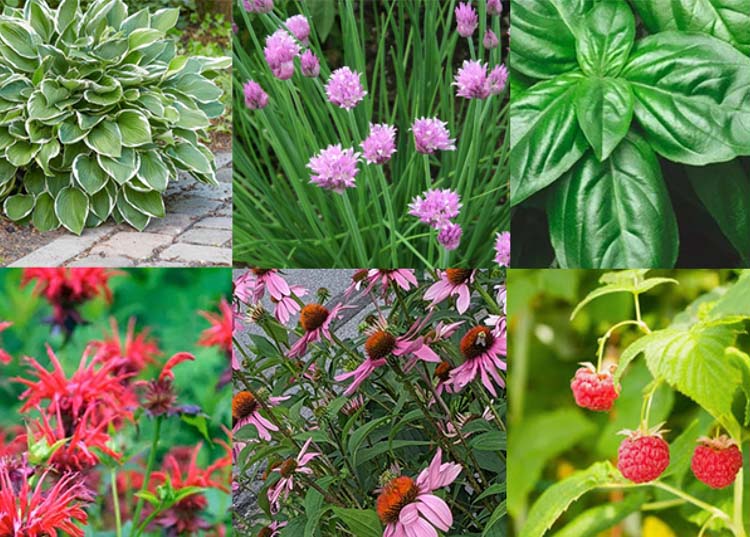 hosta, chive, basil, red, coneflower, raspberry